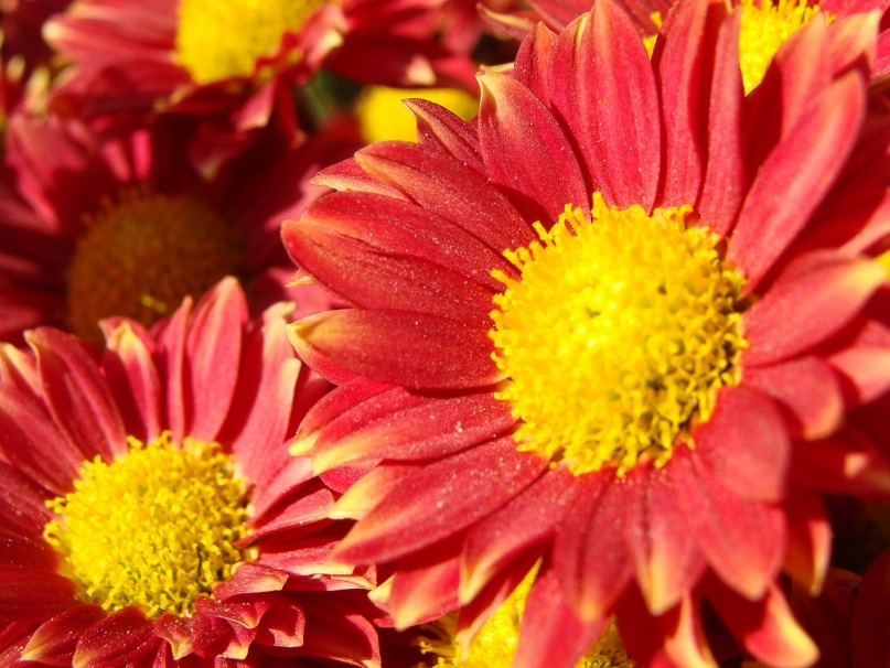 How to get to know a woman ask her about her favorite flowers