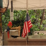 Parrot and Flag